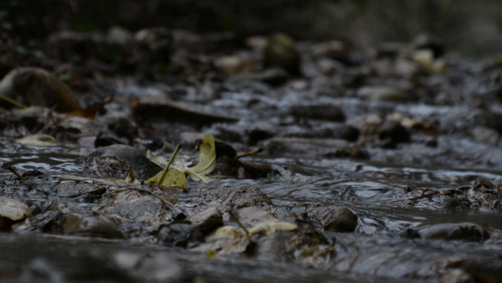Cinemagraph